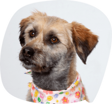 Portrait von Hund Amy im Kinder- und Jugendtreff Homebase in Wiedenbrück