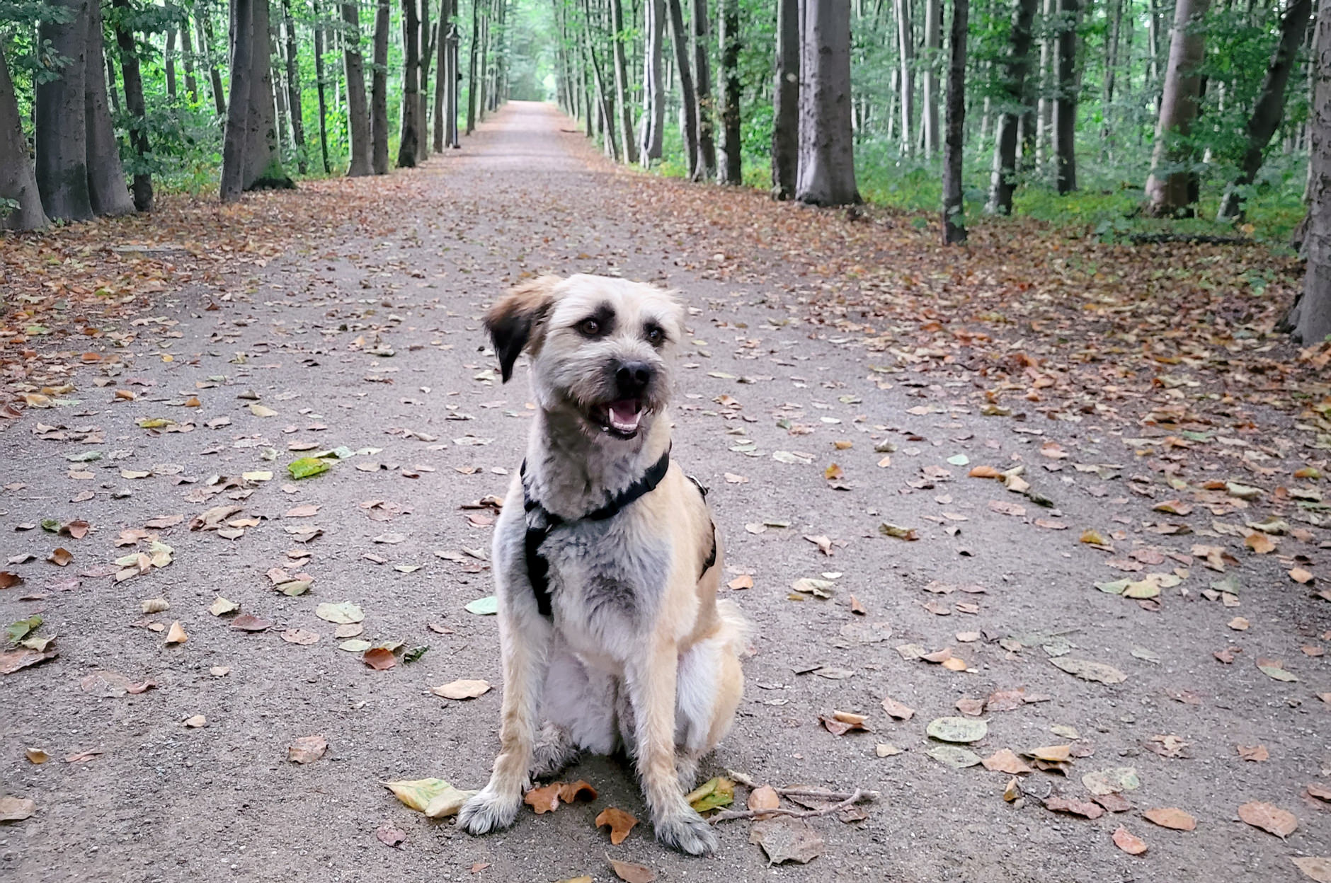 Amy, der Hund des Jugendhaus Homebase, beim Spazierengehen im Wald
